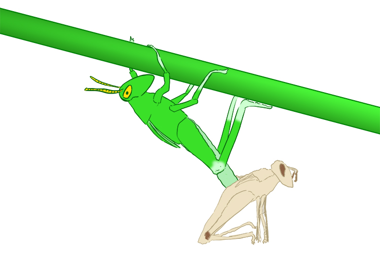 Chitin exoskeletons are rigid and need to be shed to grow